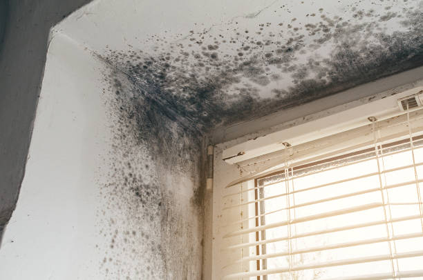 Affordable Attic Mold Remediation solutions in Church Hill, PA
